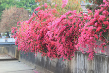 A Group Of Bright Red Bougainvillea Flowers