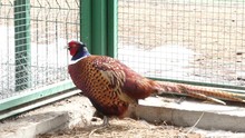 Colorful Beautiful Bird - Pheasant, Captive Behind Bars In Zoo. Golden Pheasant Or Chinese Pheasant. 4K