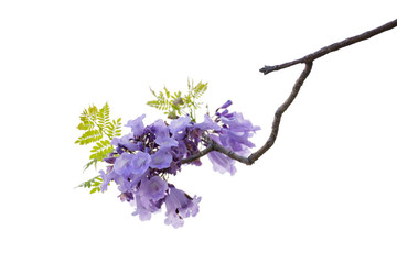 Close up of beautiful purple jacaranda trees, isolated on white background, a species with an inflorescence at the tip of the purple flower, is native to South America. clipping path