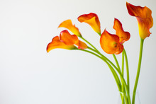 Bunch Of Fresh Orange Calla Lilly Flowers With Copy Space.