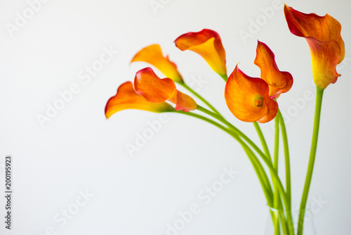 Fotomural Bunch of fresh orange Calla lilly flowers with copy space.