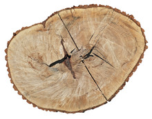A Fresh Cut Of A Stump Of A Sawn Old Century Old Tree Poplar