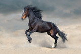 Fototapeta Konie - Bay horse in dust run fast against blue sky