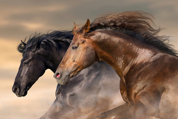 Wall Mural - Two horse run free close up portrait