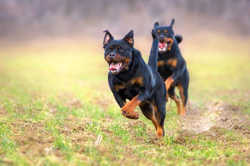 Two rottweiler play in autumn park