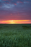 Fototapeta Zachód słońca - Landscape Of Green Young Wheat In Spring Field Under Scenic Summer
