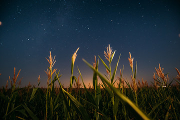 Wall Mural - Night Starry Sky Above Green Maize Corn Field Plantation In Summer