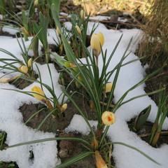 Crocus, the first flowers that bloom in spring in Germany