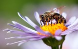 bee or honeybee in Latin Apis Mellifera on flower