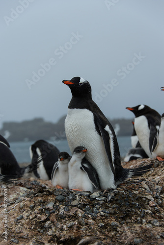 Gentoo Penguin With Chicks In Nest Adobe Stock でこのストック画像を購入して 類似の画像をさらに検索 Adobe Stock
