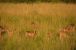springbok grazing