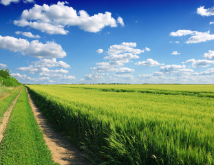 Wall Mural - green wheat field