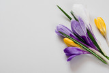 Fototapeta Kwiaty - Kolorowe kwiaty na szarym tle