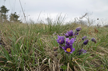 küchenschellen auf einer wiese