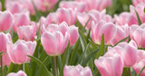 Fototapeta Tulipany - Beautiful pink tulip park