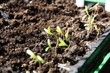 sadzonki roślin, ziół i sałat w domowej miniszklarni w wiosennym słońcu 
