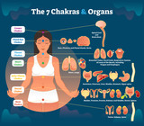 7 chakra healing and corresponding inner organ groups, vector illustration diagram.