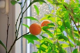 pomarańcza lub grejpfrut rosnące w domowej doniczce, deszcz i słońce za oknem 