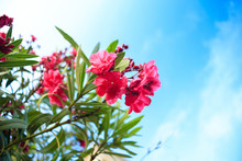 Oleander Flower With Green Leaf In The Background And Blue Sky With Cloud