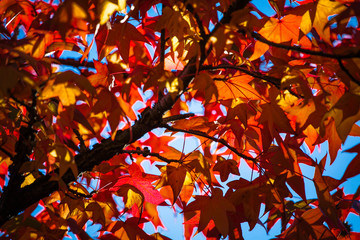 Autumn colourful leaves on a tree.