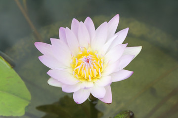 Wall Mural - Beautiful pink lotus flower .