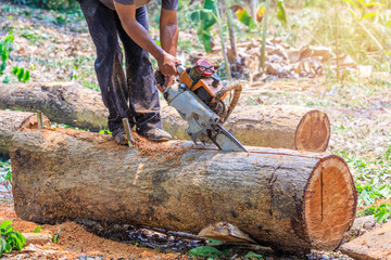 The lumberjack cutting the timber for  lumber by chainsaw.