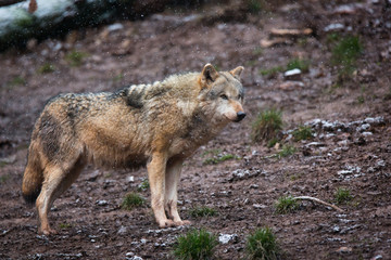  Eurasian Wolf