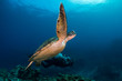 A green turtle swims near diver at in Reunion islands