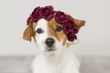 Cute White And Brown Small Dog Wearing A Red Flowers Crown Over White Background. Indoors. Love For Animals Concept. Lifestyle