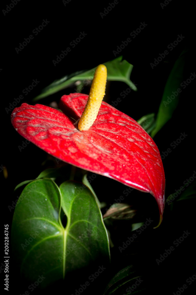 Red peace lily flower in the dark (Spathiphyllum), Cape Town, South Africa  Stock Photo | Adobe Stock