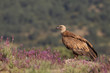 Griffon vulture - fly over the hills