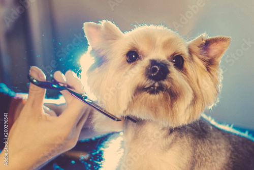 Female Groomer Haircut Yorkshire Terrier On The Table For