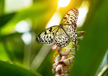 Beautiful Butterfly Paper Kite, Idea Leuconoe In Tropical Forest