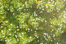 Daisy Flower And Grass Field From Above