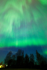 Wall Mural - northern lights aurora borealis tree landscape at night