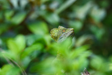 Close Up Portrait Of A Juvenile Iguana In The Lush Green Rain Forest, Costa Rica
