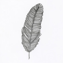Hand Drawn Feather Isolated On Background