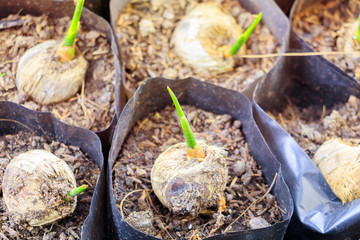 Closeup palm small seedling plant in black bag growing from seed