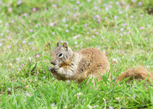 One Brown Ground Squirrel Sitting In Green Grass. California Ground Squirrels Are Often Regarded As A Pest In Gardens And Parks, Since They Will Eat Ornamental Plants And Trees.