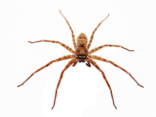 Close up on an asian wolf spider isolated on white background