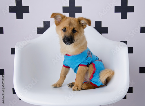 shiba inu pajamas