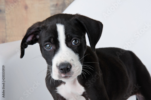 black and white pit puppy