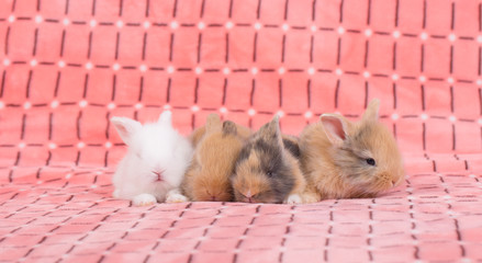 Wall Mural - adorable young baby rabbit on pink cloth as background  - 3 weeks old little fluffy bunny