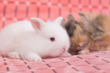 Wall Mural - adorable young baby rabbit on pink cloth as background  - 3 weeks old little fluffy bunny
