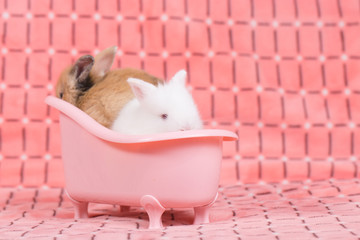 Wall Mural - adorable young baby rabbit in pink bath tub as taking a bath on pink cloth as background  - 3 weeks old little fluffy bunny