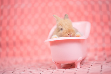 Wall Mural - adorable young baby rabbit in pink bath tub as taking a bath on pink cloth as background  - 3 weeks old little fluffy bunny