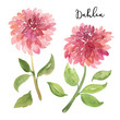 Two sketch style watercolor pink dahlia flowers