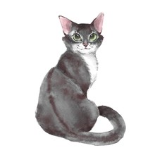 Cat. Watercolor Illustration