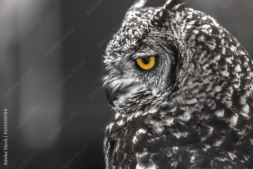 Head shot of owls - obrazy, fototapety, plakaty 