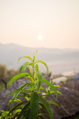 Ban Rak Thai, Mae Hong Son, Thailand. - green tea leaves at a plantation in the beams of sunlight.